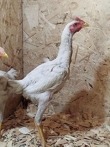 кошка купить бишкек: Дакан АК шалпан жожо короз сатылат активный алмашу жолдору бар адрес — 2