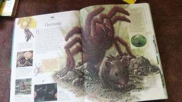 камуфляж форма бишкек: Продаю энциклопедию . 400 страниц в хорошем состоянии. твердый — 3