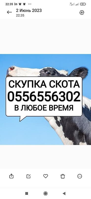 Колбасный цех : Коровы, быки, Лошади, кони, | Круглосуточно, Любое состояние, Забитый at lalafo.kg Колбасный цех : Коровы, быки, Лошади, кони, | Круглосуточно, Любое состояние, Забитый