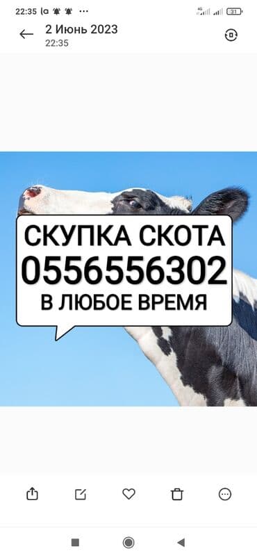 продажа домашних животных: Куплю | Коровы, быки, Лошади, кони | Круглосуточно, Любое состояние, Забитый — 1