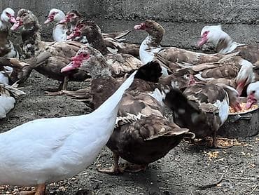 Товары и оборудование для с/х животных: Муларды (мускусные утки), стадо смешанной окраски: белые и пегие — 3