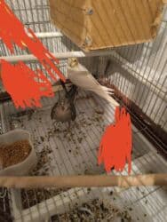 купить перепелиные яйца инкубационные: Срочно срочно продается попугай корелла пара самец белый лимонного — 3