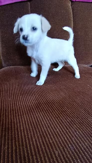 ахотничие сабаки: 7 месяцев, Самка — 2