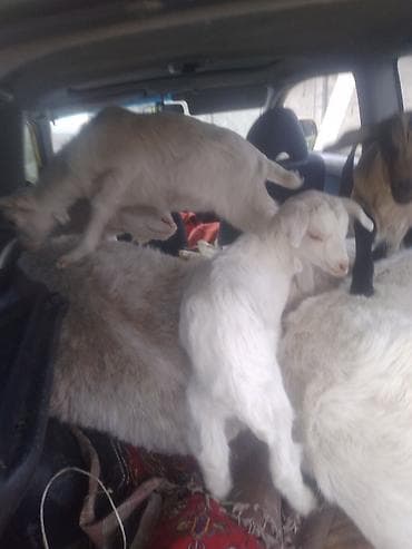 коозу кой: Продаю | Козлёнок | Зааненская | Для разведения | Племенные — 7