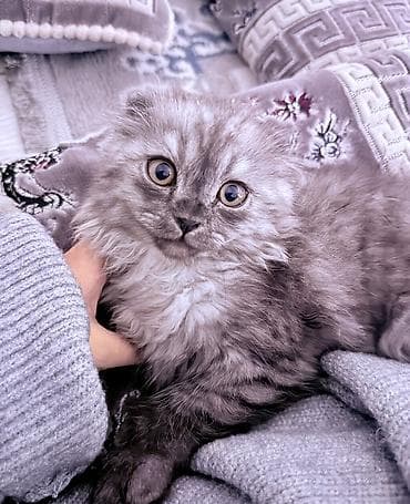 карликовые котята: Скотиш Фолд (Шотландская вислоухая), 3 месяца, Мальчик, Серый, Приучена к лотку — 1