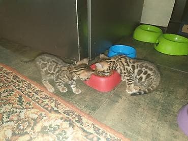 бенгалский: Бенгальская, 2 месяца, Мальчик — 2