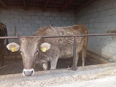 бык 2 года: Продаю | Корова (самка) | Полукровка | Для молока | Привязанные — 2