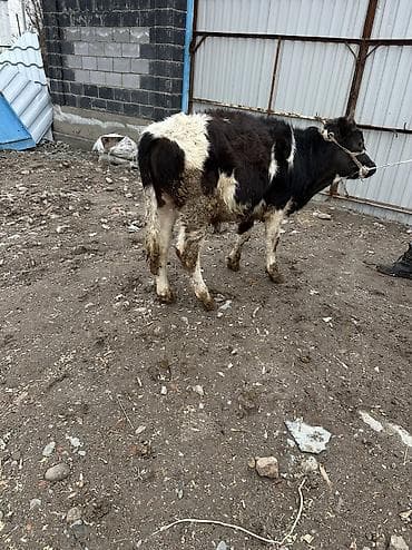 Аквариумдар: Сатам | Бука (эркек) | Көбөйтүү үчүн — 4