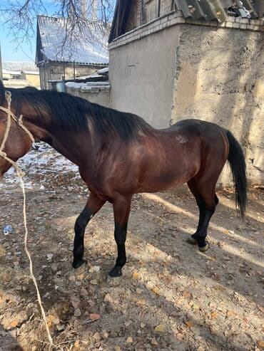 дом кошек: Продаю | Жеребец | Полукровка | Рабочий | Осеменитель, Племенные — 1