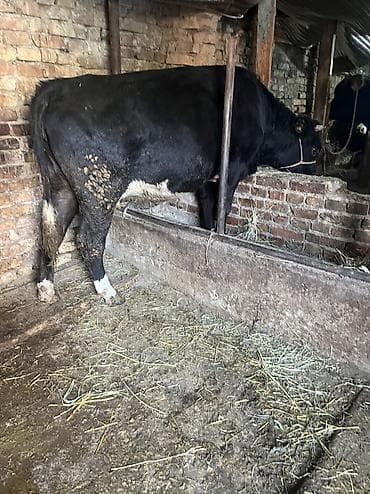 молоко для телят: Продаю | Корова (самка) | Для молока | Привязанные — 7