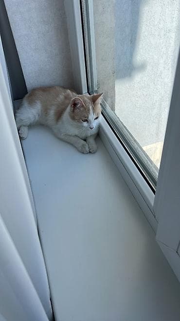 абисинская кошка: Отдам котёнка в хорошие руки 🐾 Девочка, возраст 7–8 месяцев — 2