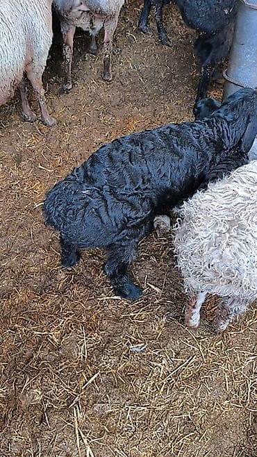 Кошки: Продаю | Овца (самка) | Полукровка | Для разведения | Матка — 2