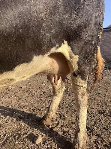 Аквариумы: Продаю | Корова (самка) | Симментальская | Для молока — 4