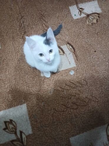 московская сторожевая собака: Котёнок с необычным окрасом: белая шерсть с серым «пятнышком» на — 2