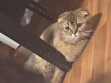 абиссинская кошка: цена: Британская короткошёрстная, 11 месяцев, Девочка, Золотая шиншилла, Приучена к лотку, Проглистована — 9