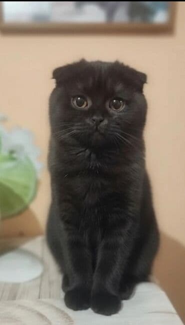 Грызуны: Шотландские вислоухие котята (Scottish Fold) - Окрас: черный — 1