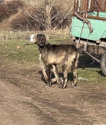 беговая дорожка для собак: 1 год, Самец — 3