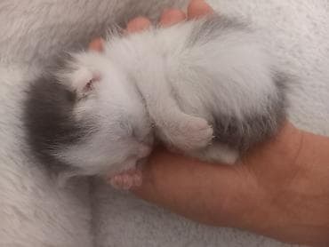 Мышыктар: Котёнок, возраст примерно 1–2 недели. Окрас белый с серыми пятнышками — 1