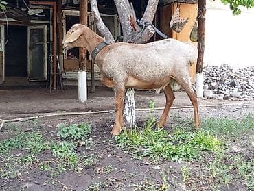 Продаю | Баран (самец) — 6
