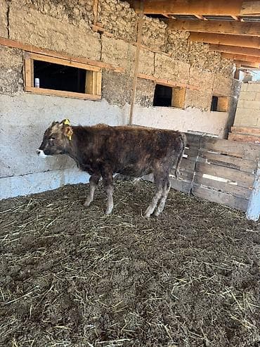 жаны асый: Сатам | Бука (эркек) | Бордоп семиртүү үчүн — 4