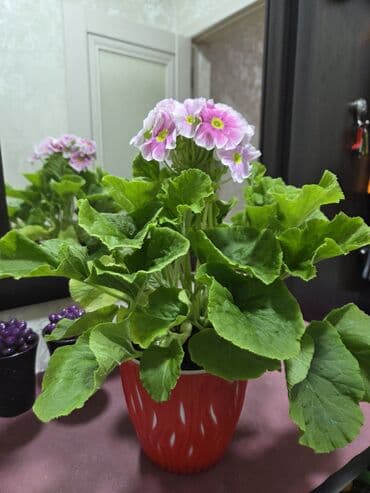 вьющие розы: Подарочные горшечные растения — примула акаулис (Primula acaulis) с — 2