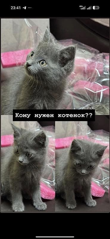 кошки манчкины: Кошка даром: Британская короткошёрстная, 1 месяц, Мальчик, Приучена к лотку — 1