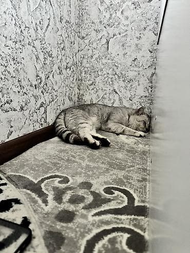 сколько стоит турецкая ангора: Скотиш Страйт (Шотландская прямоухая), 1 год, Мальчик, Серебристая шиншилла — 4