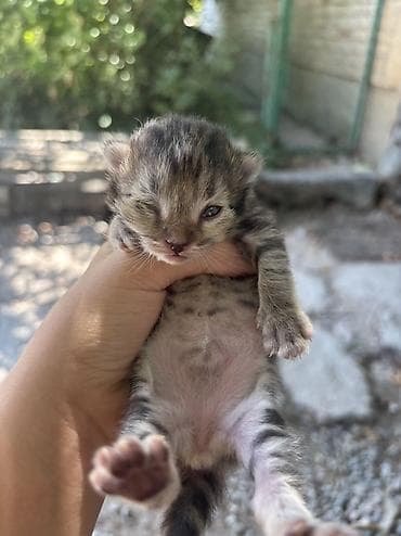 просто ат: Кошка даром: Беспородная, Девочка — 4