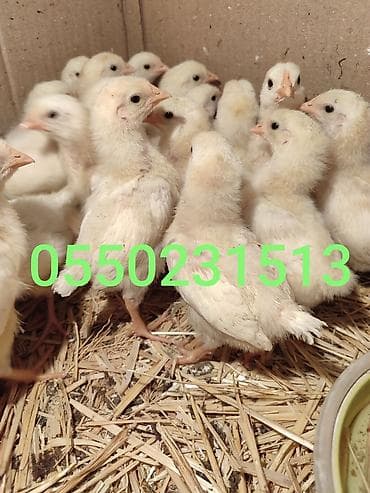 Продаю | Цыплята | Леггорн | Несушки