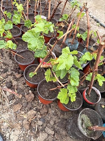Семена и саженцы: Виноград 🍇 Аватар Сорт Аватар Виноград Саженцы количество — 4