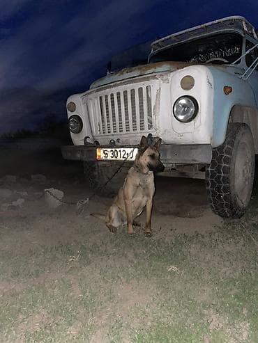 щенки курцхар: Алабай, Более 5 лет, Самец — 2