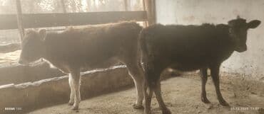 корова дойный: Продаю | Музоо, торпок | На откорм, Для разведения — 2