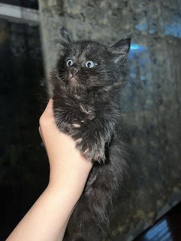 кошки манчкины: Ищем дом для котят 🐾 5 малышей, 1,5 месяца: 3 девочки и 2 мальчика — 3