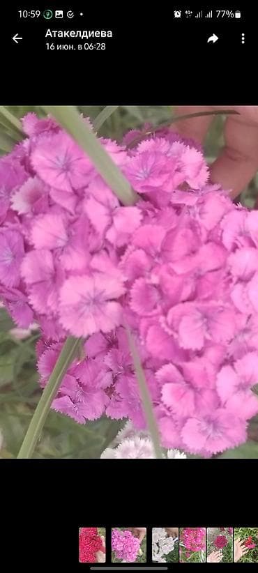 Гвоздика турецкая (Dianthus barbatus), садовые сорта, многоцветные. - — 2