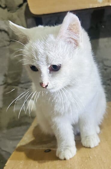 домик туалет для кошек: - Очаровательный котёнок пушистый белый котёнок с янтарными глазами — 1