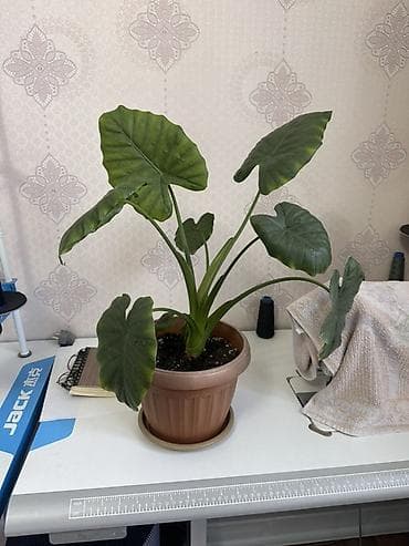 4 pot: Комнатные растения в горшках: Декор. Дерево 51 см. Денежное дерево 48 — 3