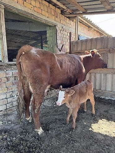 дом для кош: Продаю | Корова (самка) | Для молока | Привязанные — 4