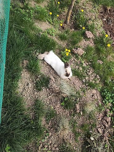 Карликовый кролик декоративной породы (окрас белый с темными ушками и — 4