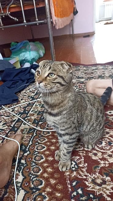 кошки маин кун: Шотландский вислоухий кот - Порода: шотландская вислоухая (Scottish — 1