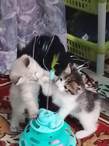 Кошки: Котята, домашние, ласковые и игривые. Дата выпуска 13 апреля — 9