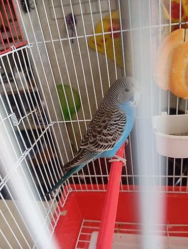 фазан бишкек: Продаётся попугайчик, мальчик 🦜 Вместе с клеткой. Активный и красивый — 4
