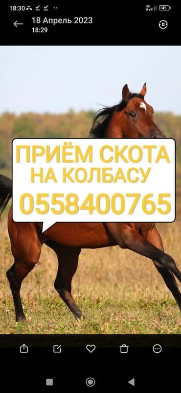 поставщики кормов для животных бишкек: Куплю | Коровы, быки, Лошади, кони, Другие с/х животные | Круглосуточно, Любое состояние, Забитый — 1