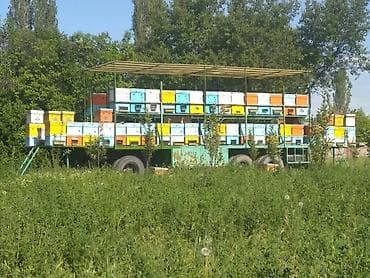Зоотовары: Продам пасеку. Полностью рабочая. Вместимость 72 двухкорпусных — 2