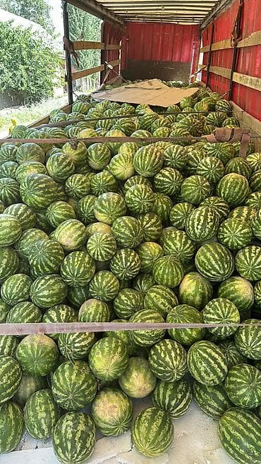 Азык-түлүктөр: Дарбыздар Дүңүнөн, Өзү алып кетүү, Акылуу жеткирүү — 2