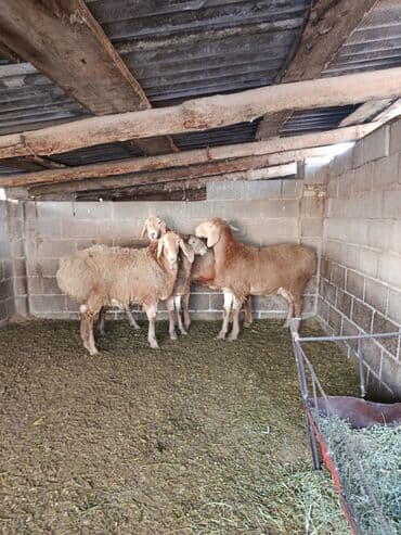 арашан ко: Сатам | Ургаачы кой (ургаачы), Козу | Арашан | Көбөйтүү үчүн | Асыл тукумдуу, Ургаачы — 3