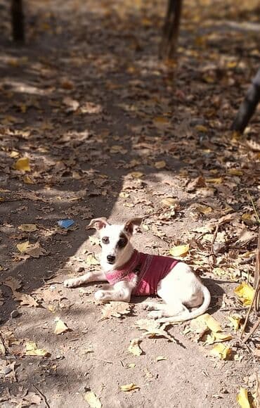 домик для собаки купить: Пристраиваются в очень надежные и добрые руки щенки(только в хорошие — 1