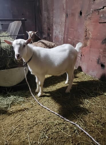 племенные коровы молочные купить: Продаю | Коза (самка) | Для разведения — 2