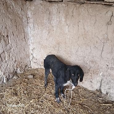 авган кой: Собака даром: Тайган, 3 года, Самка — 2