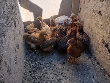 корм для курей: Продаю | Цыплята — 3
