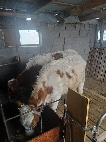 цена теленка коровы: Продаю | Тёлка | Полукровка | На откорм | Привязанные — 7